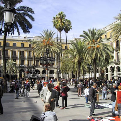rosa sant jordi 2018