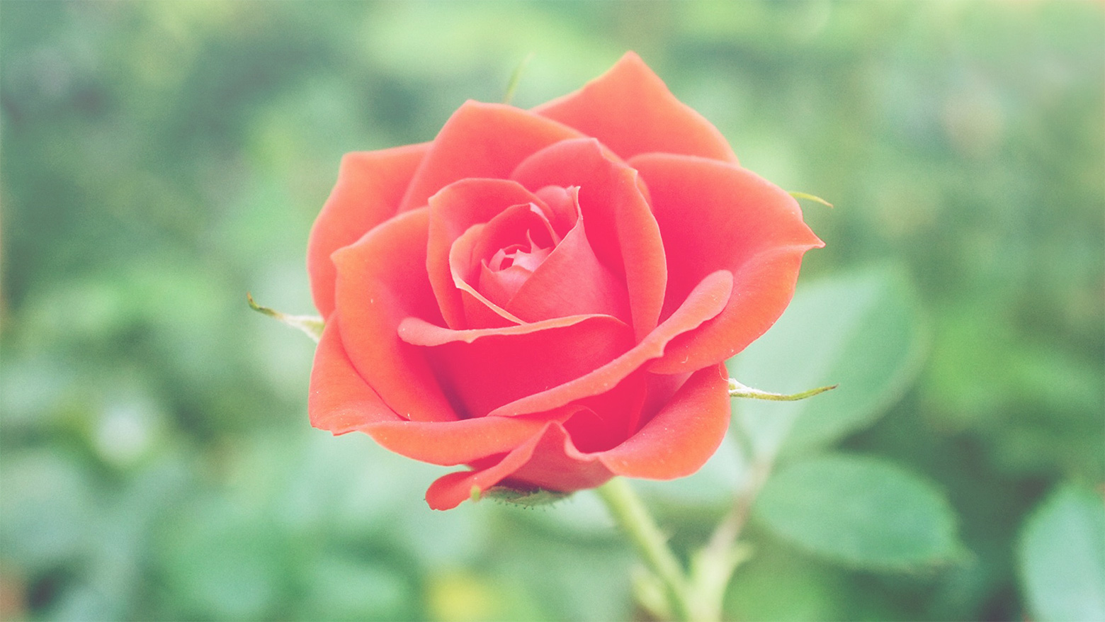 Roses de Sant Jordi